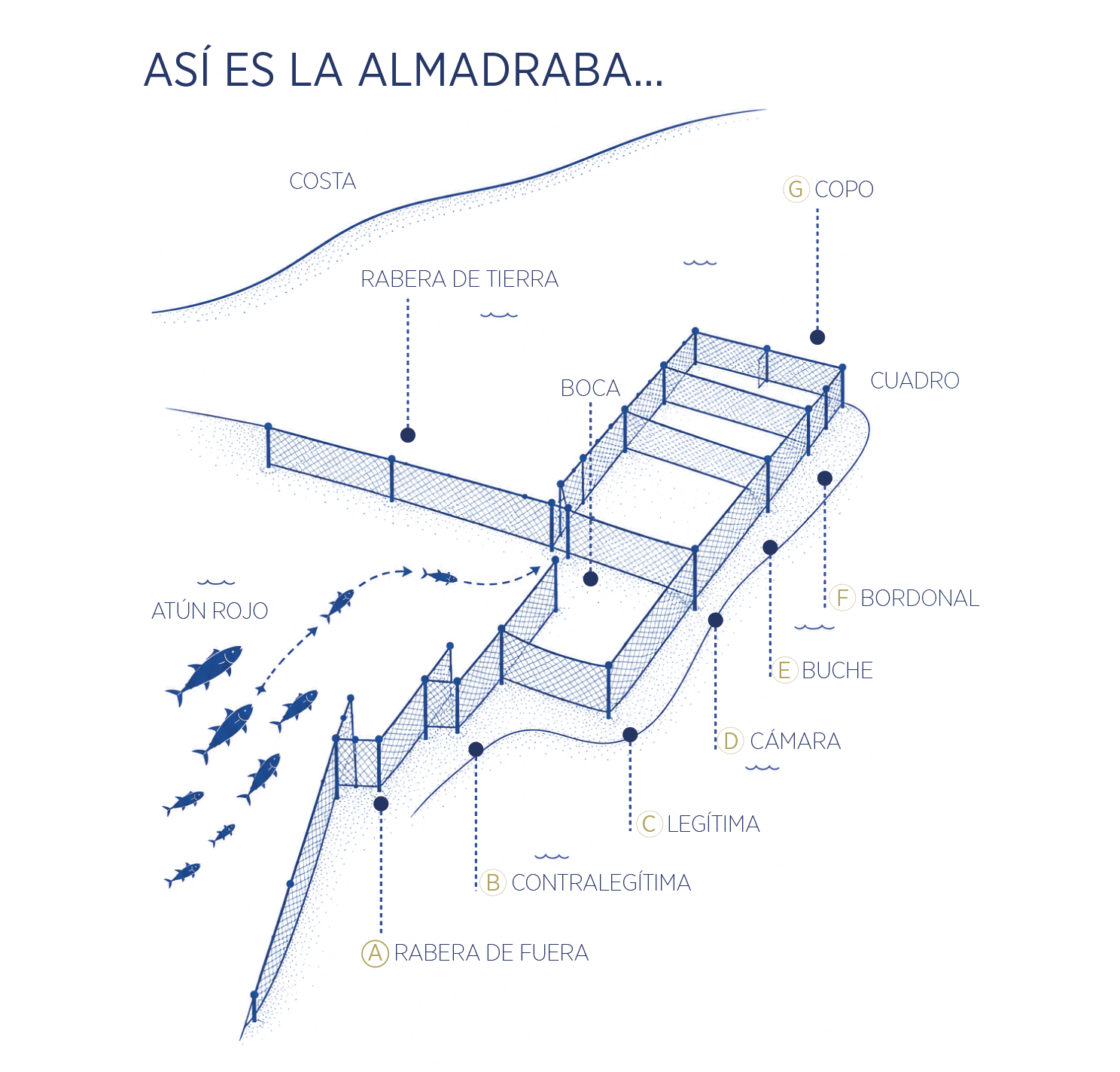 Estructura de la almadraba de buche