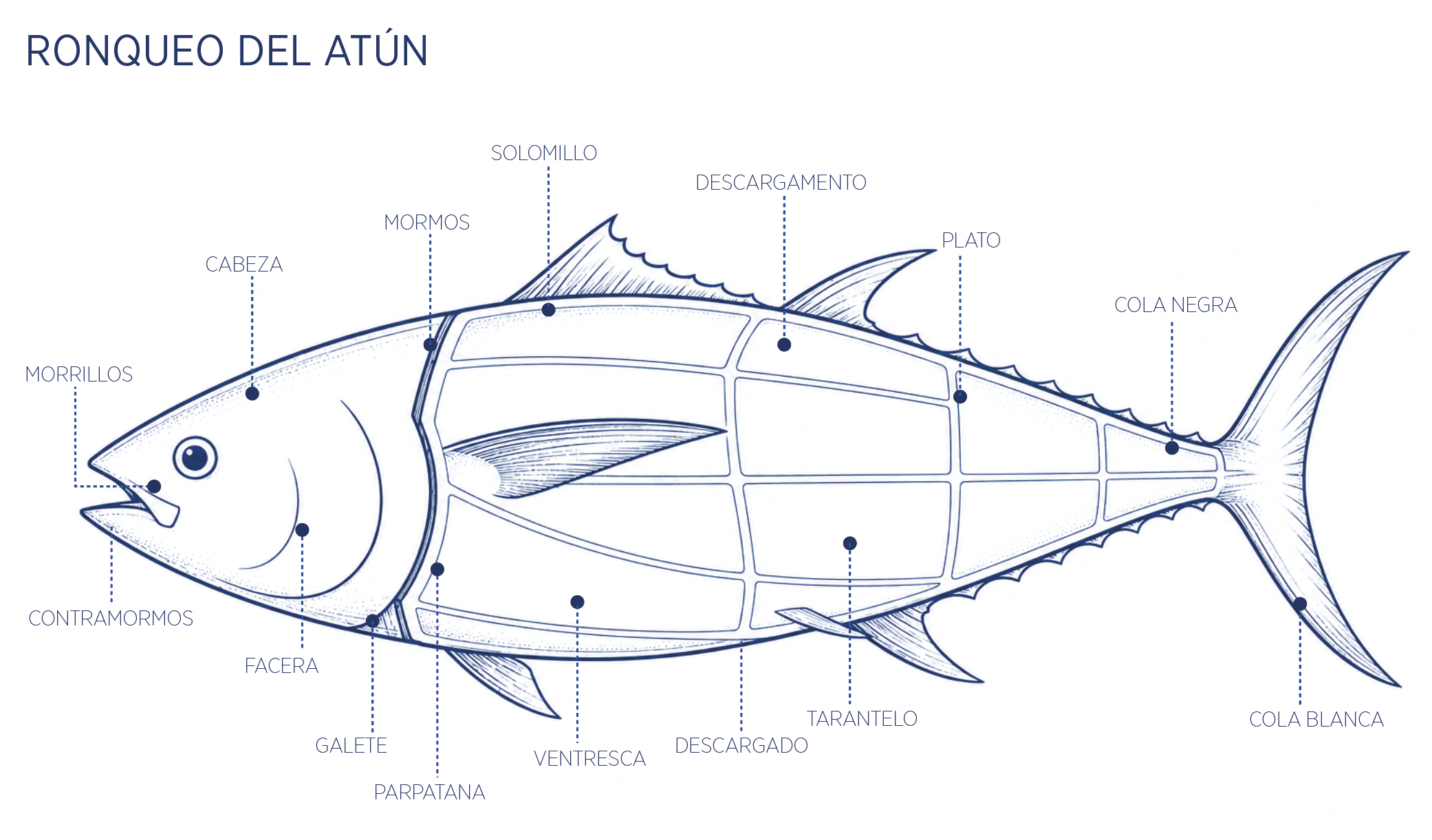 Infografía del ronqueo del atún rojo de almadraba
